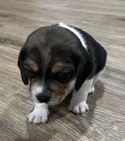 LALA🩷, a female Beagle for sale in Gaffney, SC – Photo 2 of 7