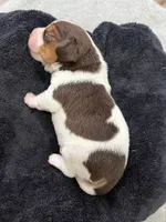 APRIL💜, a female Beagle for sale in Gaffney, SC – 7 of 10