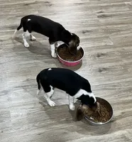 MAYA🩷, a female Beagle for sale in Gaffney, SC – 9 of 10