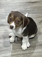 BAILEY🩷, a female Beagle for sale in Gaffney, SC – Photo 5 of 9