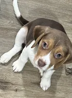 BAILEY🩷, a female Beagle for sale in Gaffney, SC – Photo 3 of 9