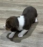 BAILEY🩷, a female Beagle for sale in Gaffney, SC – Photo 4 of 6