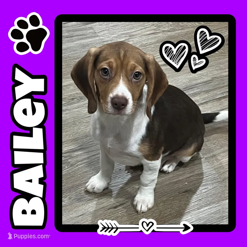 BAILEY🩷 – Beagle puppy for sale in Gaffney, SC