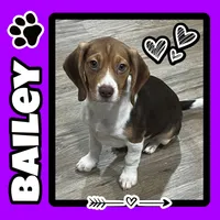 BAILEY🩷, a female Beagle for sale in Gaffney, SC – 1 of 8