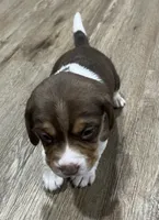 BAILEY🩷, a female Beagle for sale in Gaffney, SC – Photo 2 of 6