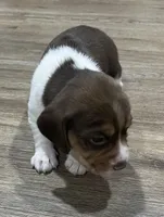 BAILEY🩷, a female Beagle for sale in Gaffney, SC – Photo 3 of 6