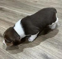 BAILEY🩷, a female Beagle for sale in Gaffney, SC – Photo 6 of 6