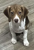 BAILEY🩷, a female Beagle for sale in Gaffney, SC – 4 of 8