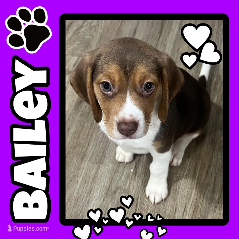 BAILEY🩷 – Beagle puppy for sale in Gaffney, SC