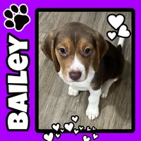 BAILEY🩷, a female Beagle for sale in Gaffney, SC – Photo 1 of 9