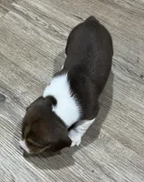 BAILEY🩷, a female Beagle for sale in Gaffney, SC – Photo 5 of 6