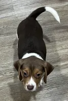 BAILEY🩷, a female Beagle for sale in Gaffney, SC – Photo 8 of 9