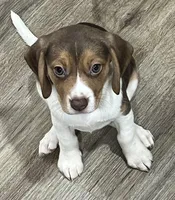BAILEY🩷, a female Beagle for sale in Gaffney, SC – Photo 4 of 9