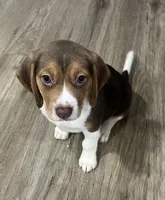 BAILEY🩷, a female Beagle for sale in Gaffney, SC – Photo 2 of 9