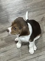 BAILEY🩷, a female Beagle for sale in Gaffney, SC – Photo 6 of 9