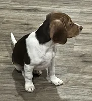 BAILEY🩷, a female Beagle for sale in Gaffney, SC – 2 of 8