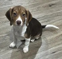 BAILEY🩷, a female Beagle for sale in Gaffney, SC – 3 of 8