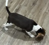 BAILEY🩷, a female Beagle for sale in Gaffney, SC – 5 of 8