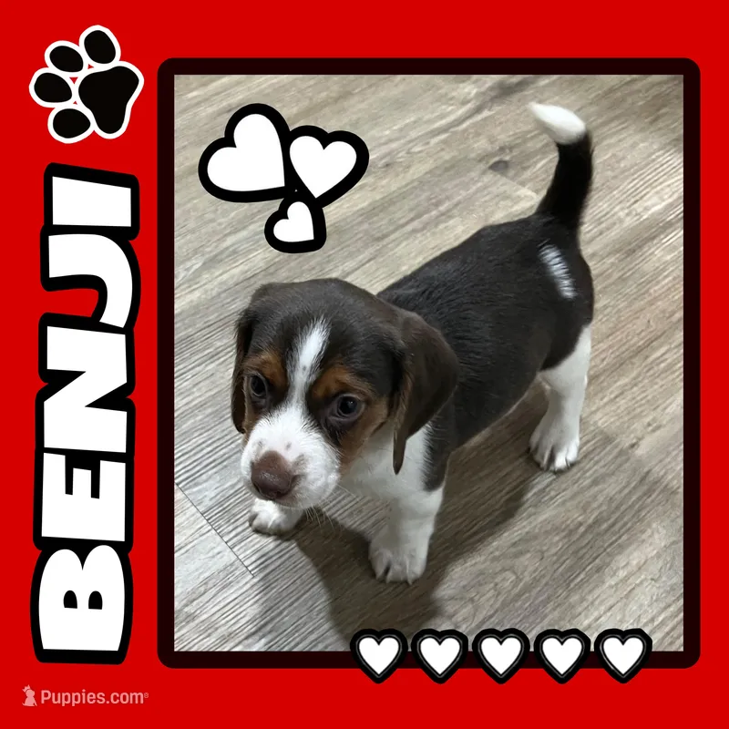 BENJI💙 – Beagle puppy for sale in Gaffney, SC