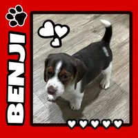 BENJI💙, a male Beagle for sale in Gaffney, SC – Photo 1 of 10