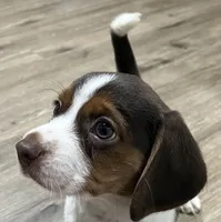 BENJI💙, a male Beagle for sale in Gaffney, SC – Photo 2 of 10