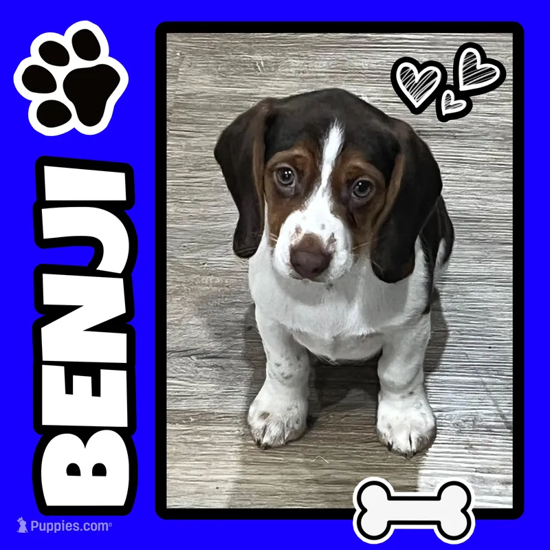 BENJI💙 – Beagle puppy for sale in Gaffney, SC