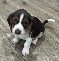 BENJI💙, a male Beagle for sale in Gaffney, SC – Photo 3 of 10