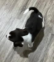 BENJI💙, a male Beagle for sale in Gaffney, SC – Photo 8 of 10