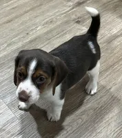 BENJI💙, a male Beagle for sale in Gaffney, SC – Photo 4 of 10