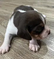 BENJI💙, a male Beagle for sale in Gaffney, SC – Photo 6 of 10