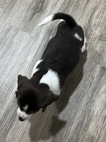 BENJI💙, a male Beagle for sale in Gaffney, SC – Photo 7 of 10