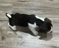 BENJI💙, a male Beagle for sale in Gaffney, SC – Photo 9 of 10