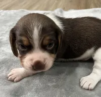 BENJI💙, a male Beagle for sale in Gaffney, SC – Photo 5 of 10