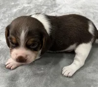 BENJI💙, a male Beagle for sale in Gaffney, SC – Photo 2 of 10