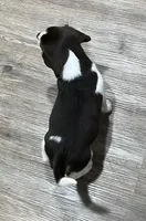 BENJI💙, a male Beagle for sale in Gaffney, SC – Photo 5 of 10