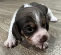 BENJI💙, a male Beagle for sale in Gaffney, SC – Photo 4 of 10