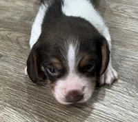 BENJI💙, a male Beagle for sale in Gaffney, SC – Photo 3 of 10