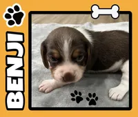 BENJI💙, a male Beagle for sale in Gaffney, SC – Photo 1 of 10