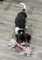 Bella, a female Beagle for sale in Gaffney, SC – 4 of 10