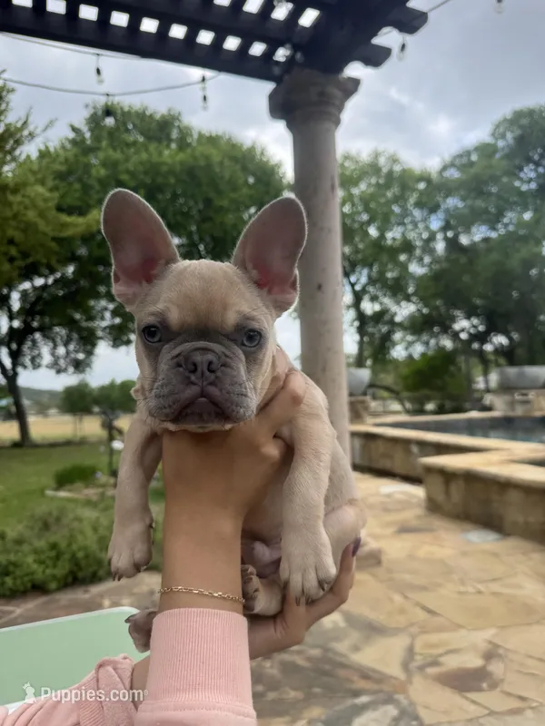 No name yet – French Bulldog puppy for sale in San Antonio, TX