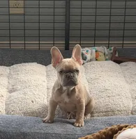 No name yet, a male French Bulldog for sale in San Antonio, TX – Photo 3 of 4