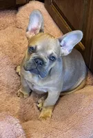 No name yet, a male French Bulldog for sale in San Antonio, TX – Photo 4 of 4