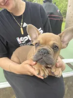No name yet, a male French Bulldog for sale in San Antonio, TX – Photo 2 of 4