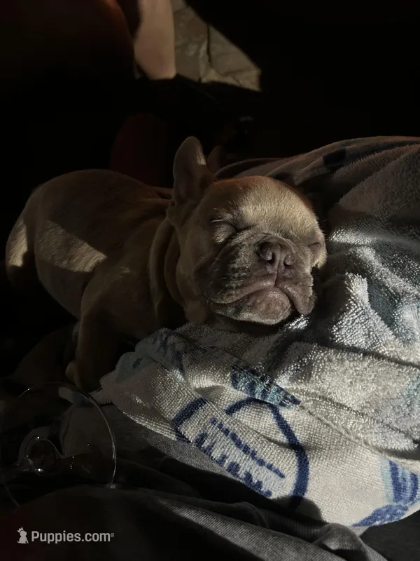 Berry – French Bulldog puppy for sale in San Antonio, TX