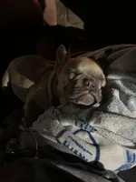 Berry, a male French Bulldog for sale in San Antonio, TX – Photo 1 of 2