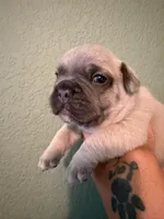 No name , a male French Bulldog for sale in San Antonio, TX – 3 of 3