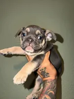 No name, a male French Bulldog for sale in San Antonio, TX – 4 of 4