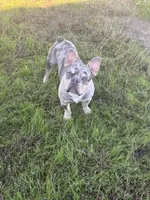 Beaux, a male French Bulldog for sale in San Antonio, TX – Photo 3 of 5