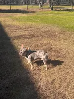 Beaux, a male French Bulldog for sale in San Antonio, TX – Photo 5 of 5