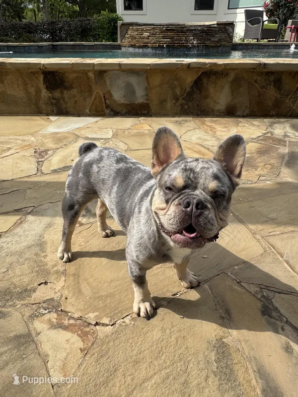 Beaux – French Bulldog puppy for sale in San Antonio, TX